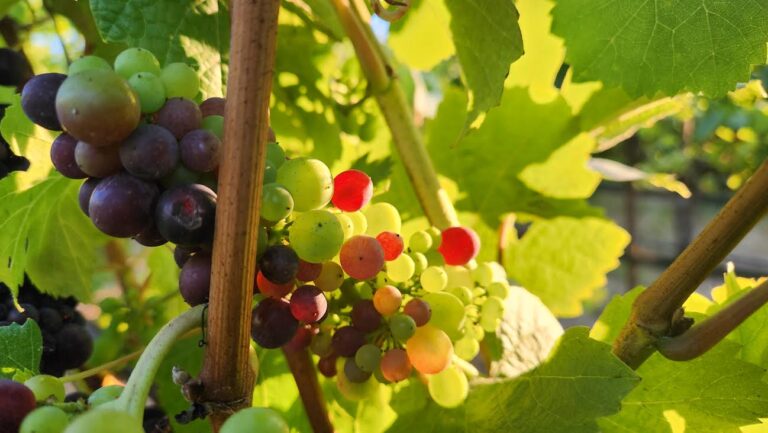 Veraison